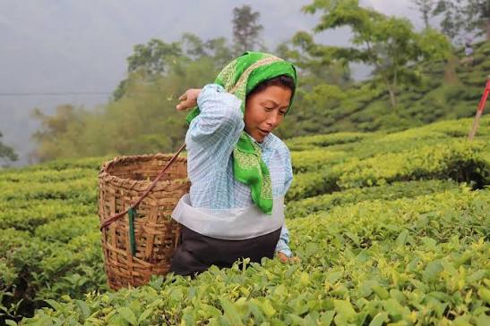 Darjeeling Tea Valley
